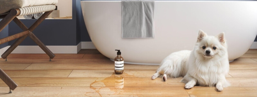 Piso laminado en baño contemporáneo con bañera blanca y perro sobre el suelo, tendencia baños 2026.